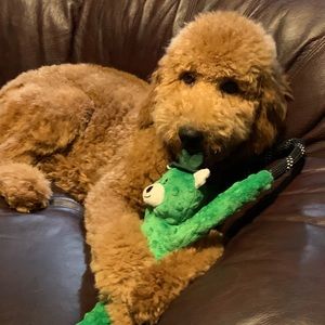 Meet your Posher, Madison